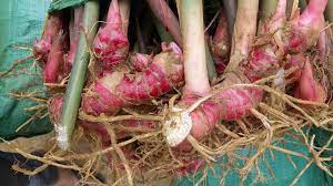 Tác dụng của củ Riềng làm thuốc